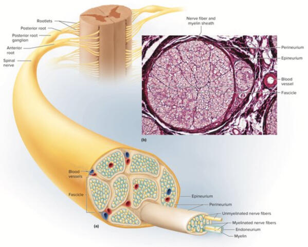 Biological Nerve Fiber